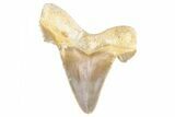 Serrated Sokolovi (Auriculatus) Shark Tooth - Dakhla, Morocco #249406-1